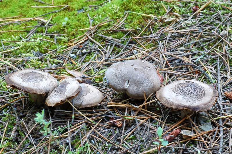 Boletus e Tricholoma da determinare.